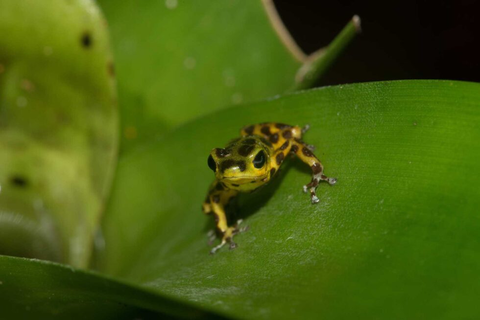 イチゴヤドクガエル