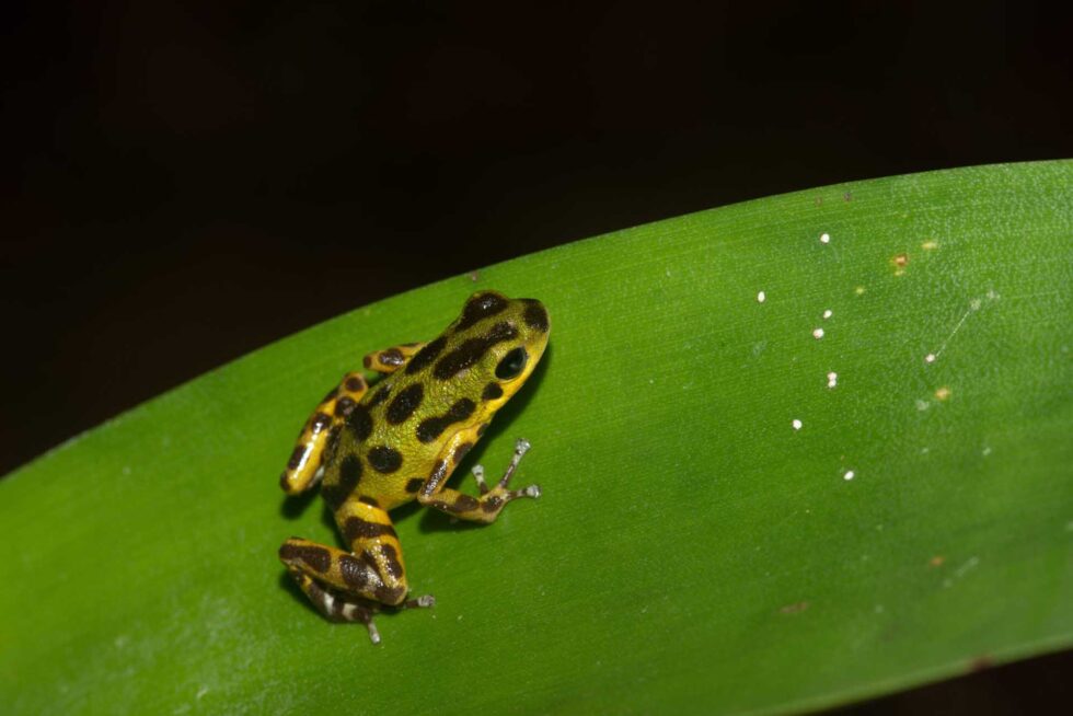 イチゴヤドクガエル