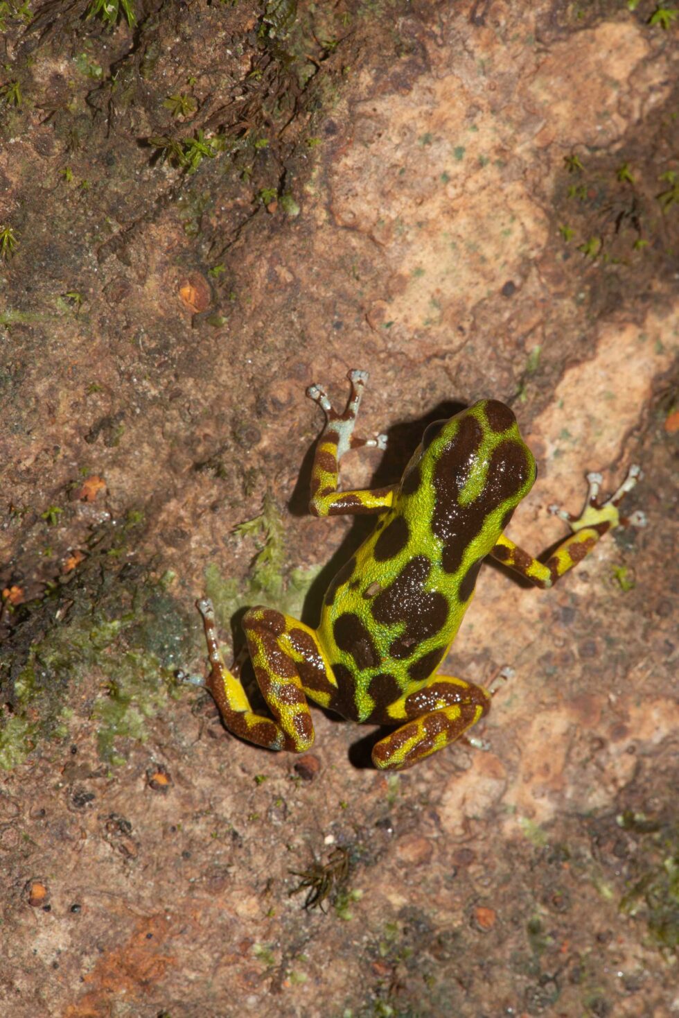 イチゴヤドクガエル