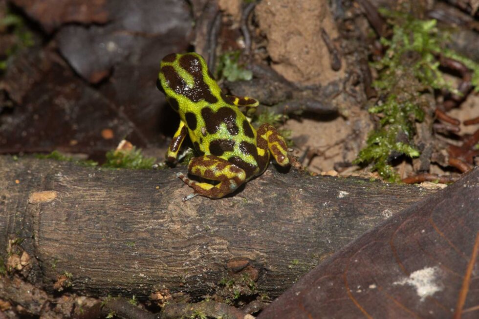 イチゴヤドクガエル