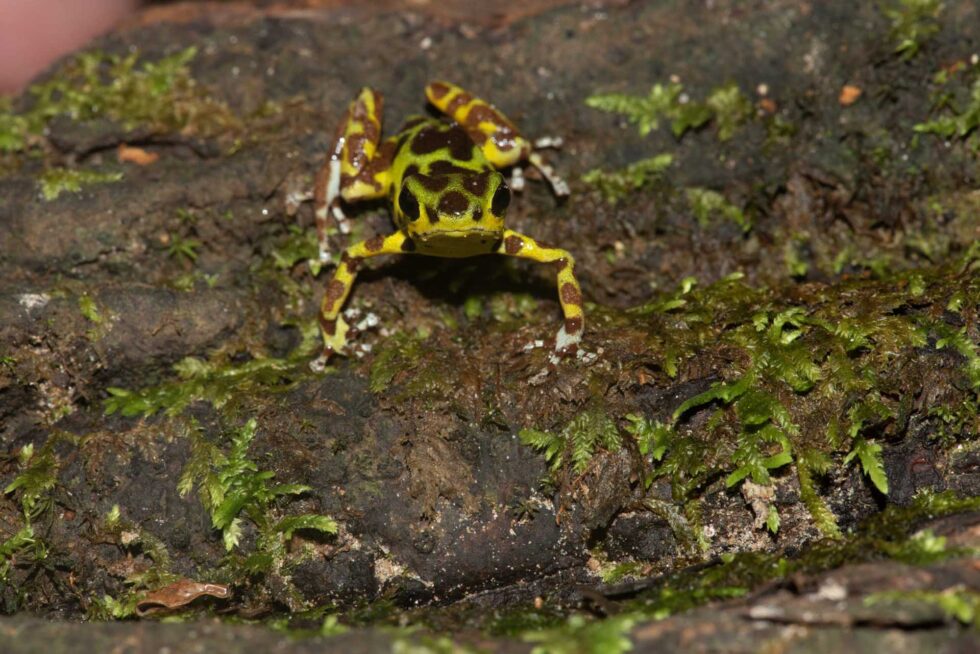 イチゴヤドクガエル