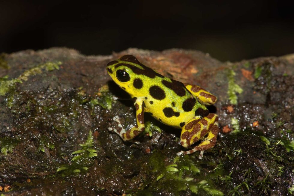 イチゴヤドクガエル