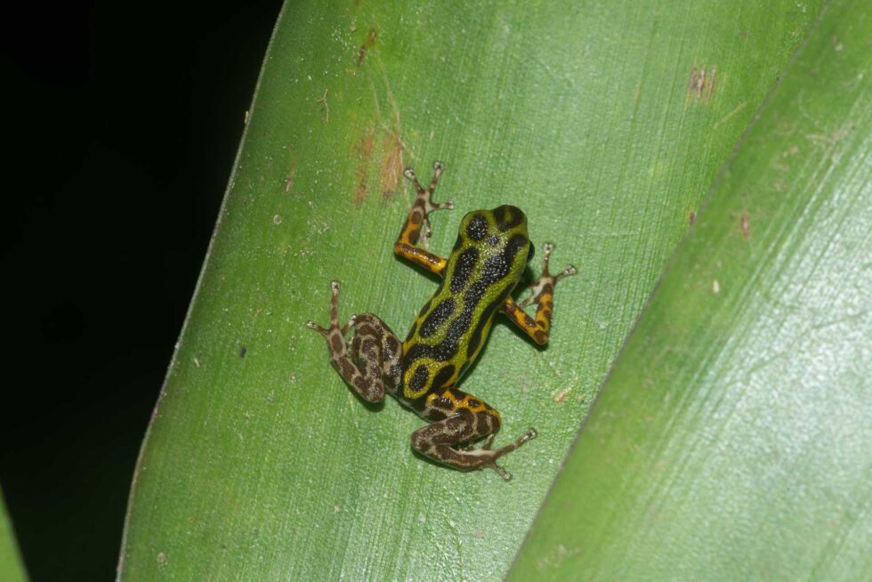 イチゴヤドクガエル