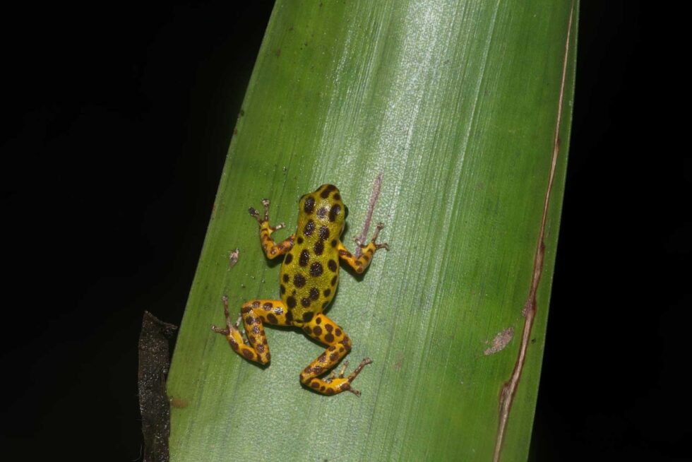 イチゴヤドクガエル