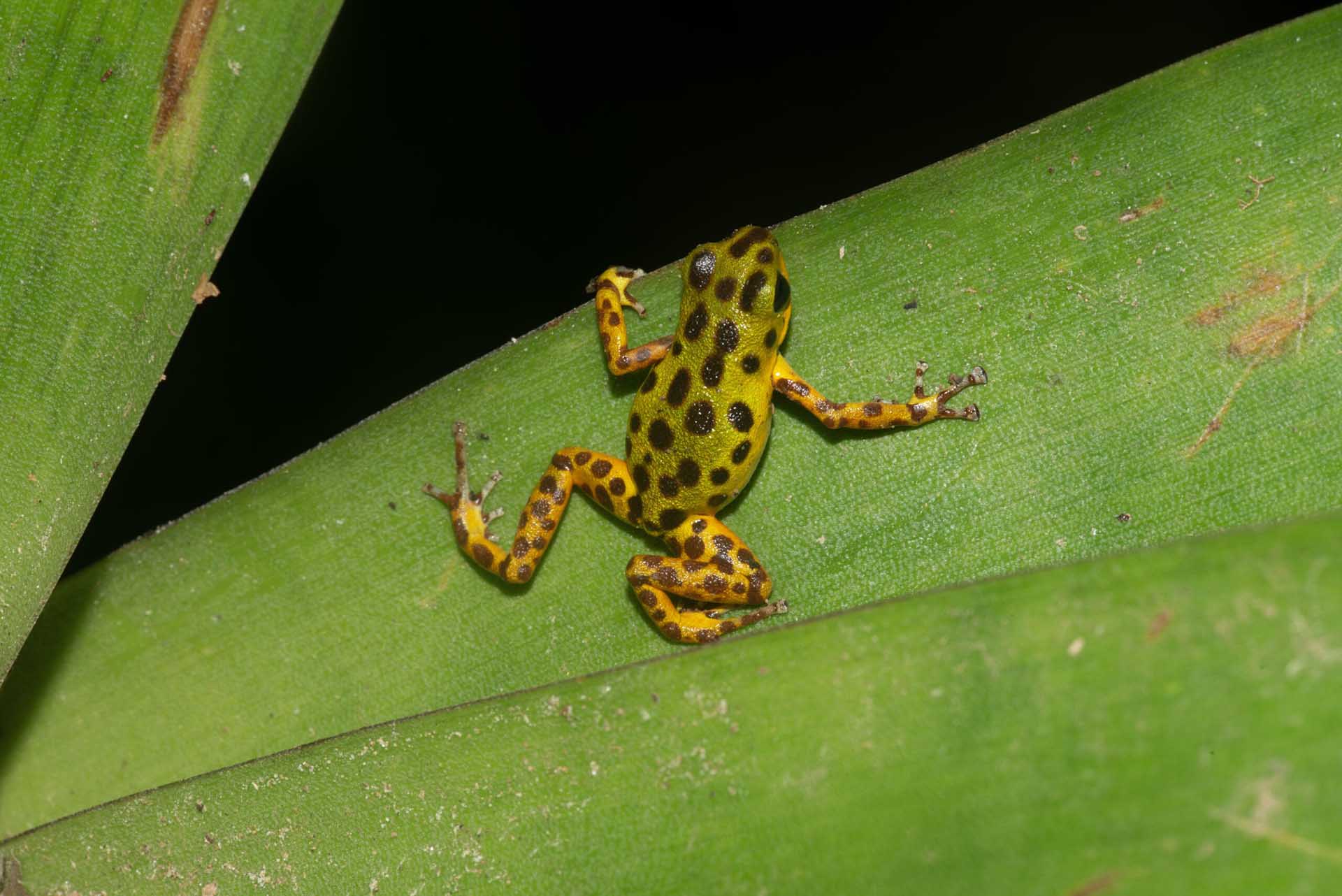 イチゴヤドクガエル