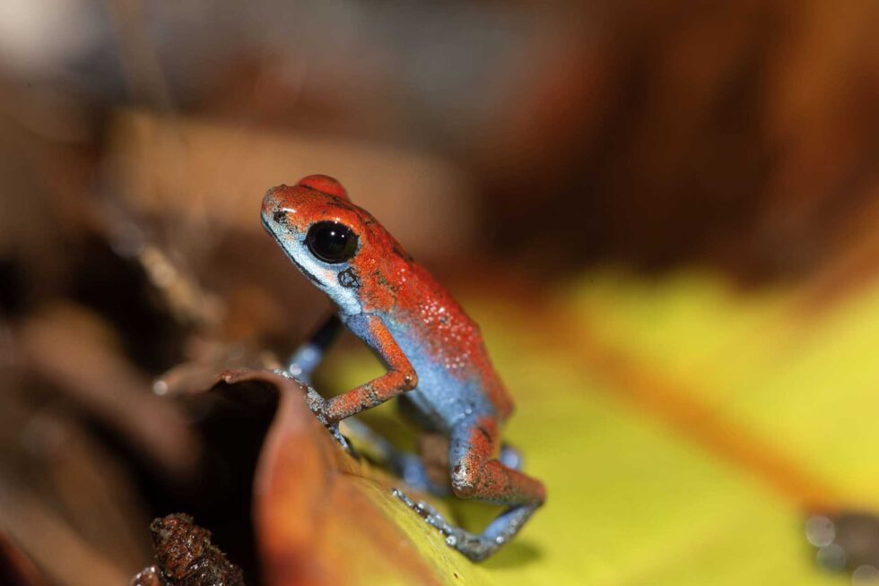 イチゴヤドクガエル