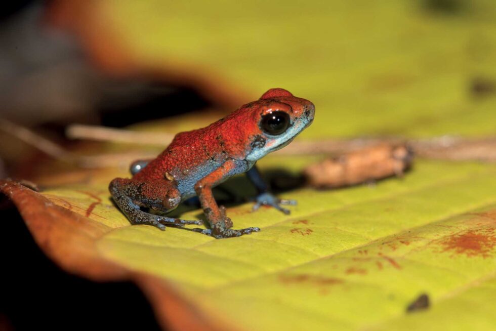 イチゴヤドクガエル