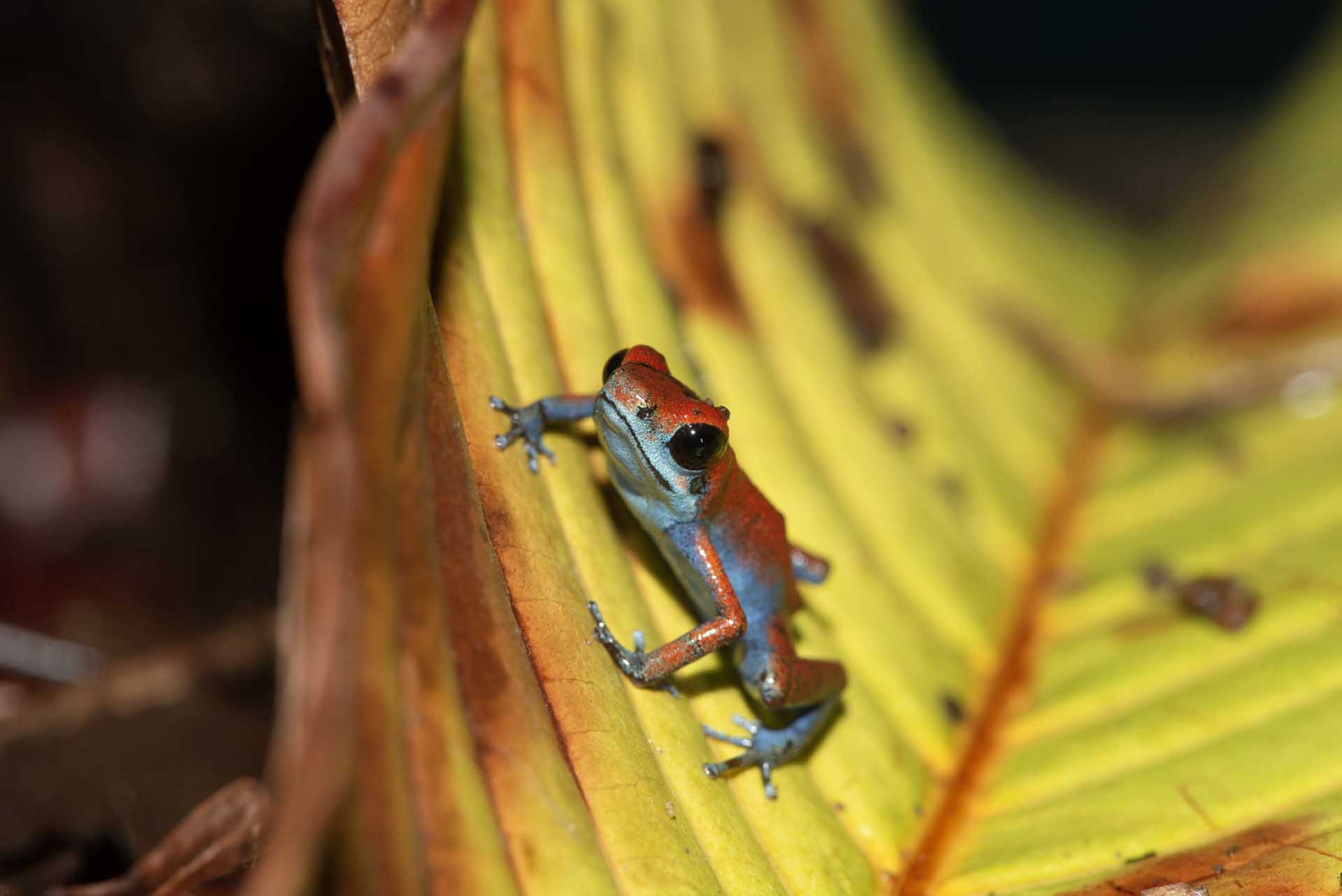 イチゴヤドクガエル