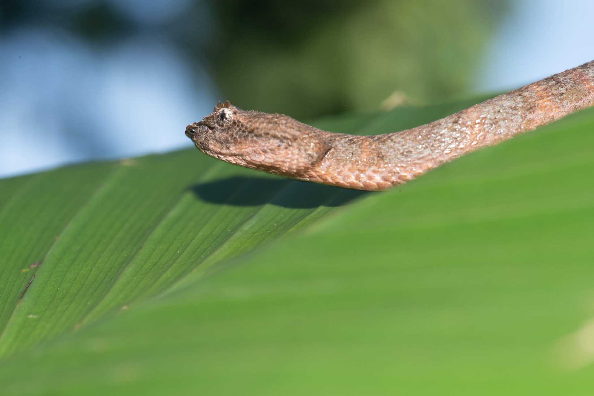 マツゲハブ（Bothriechis schlegelii）