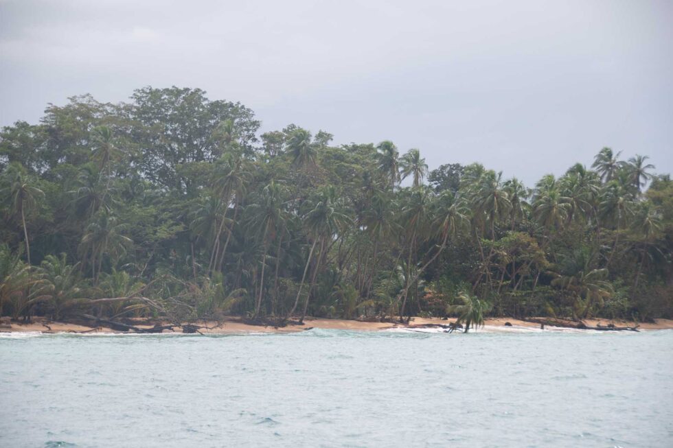 イチゴヤドクガエル