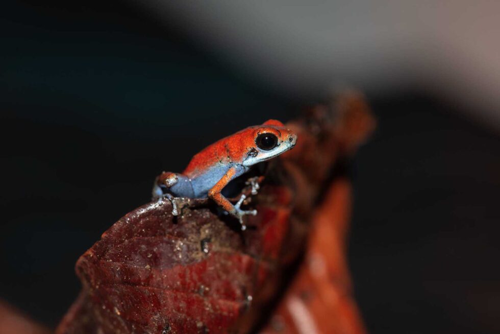 イチゴヤドクガエル