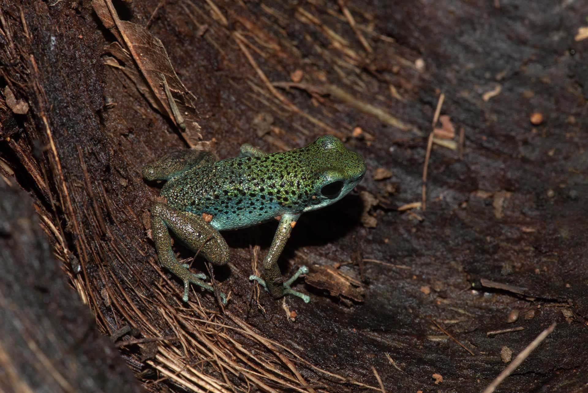 イチゴヤドクガエル