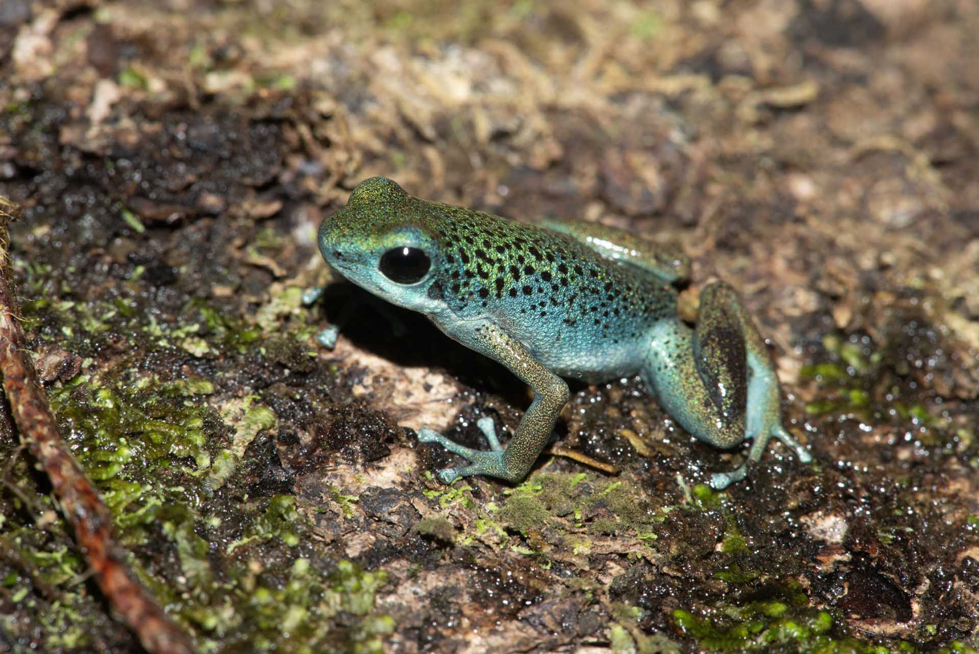 イチゴヤドクガエル