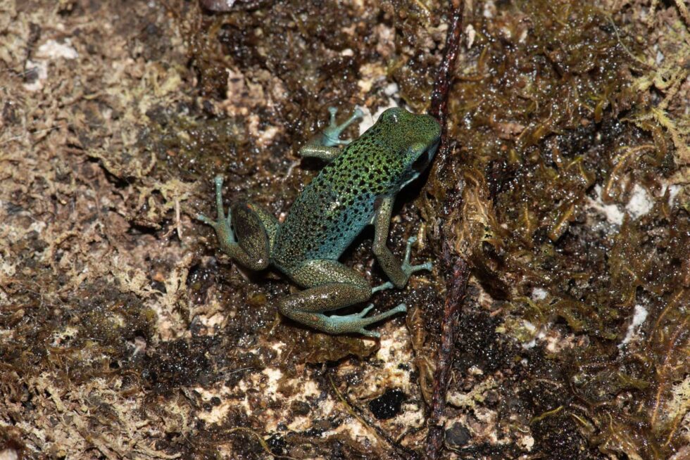 イチゴヤドクガエル