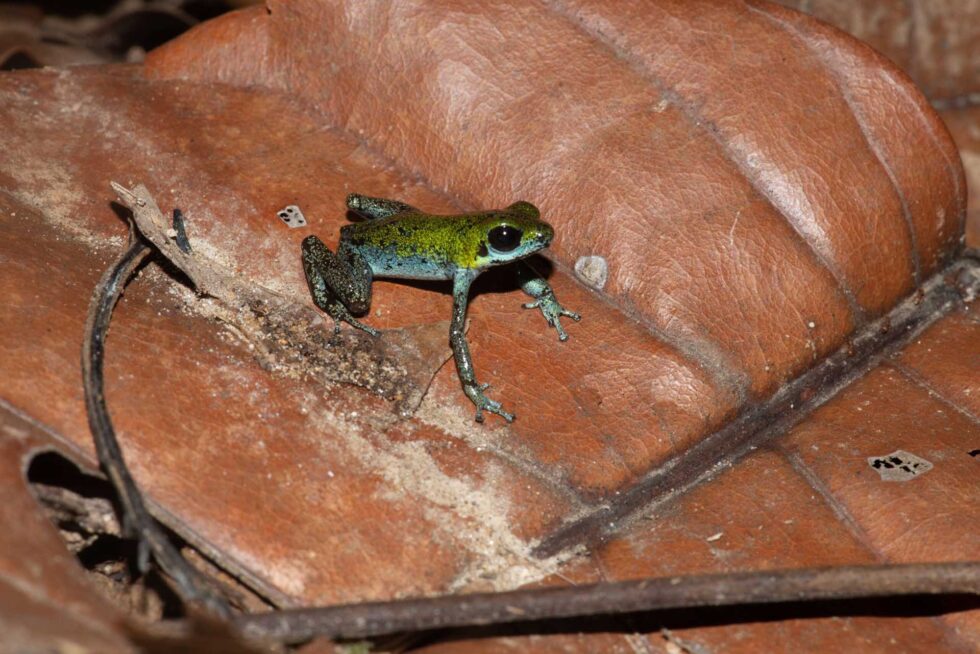 イチゴヤドクガエル