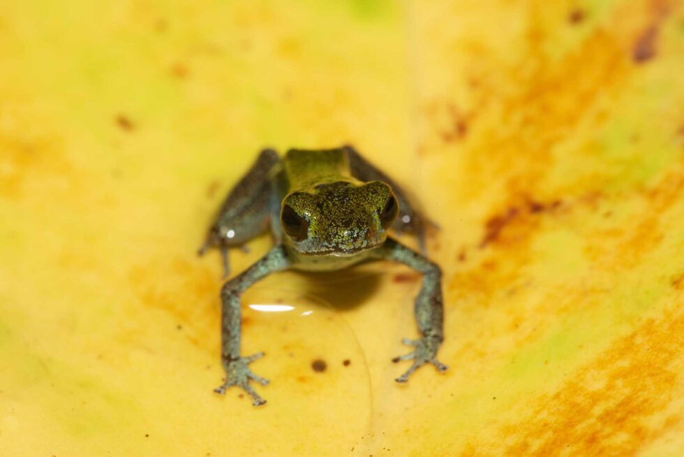 イチゴヤドクガエル