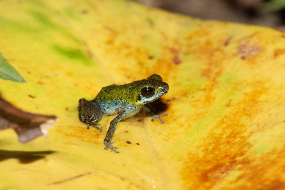 イチゴヤドクガエル