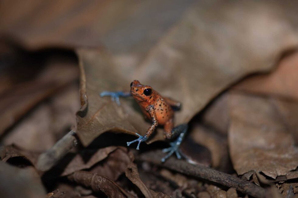 イチゴヤドクガエル