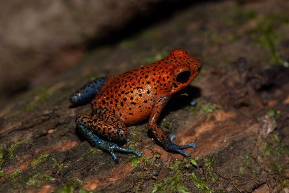 イチゴヤドクガエル