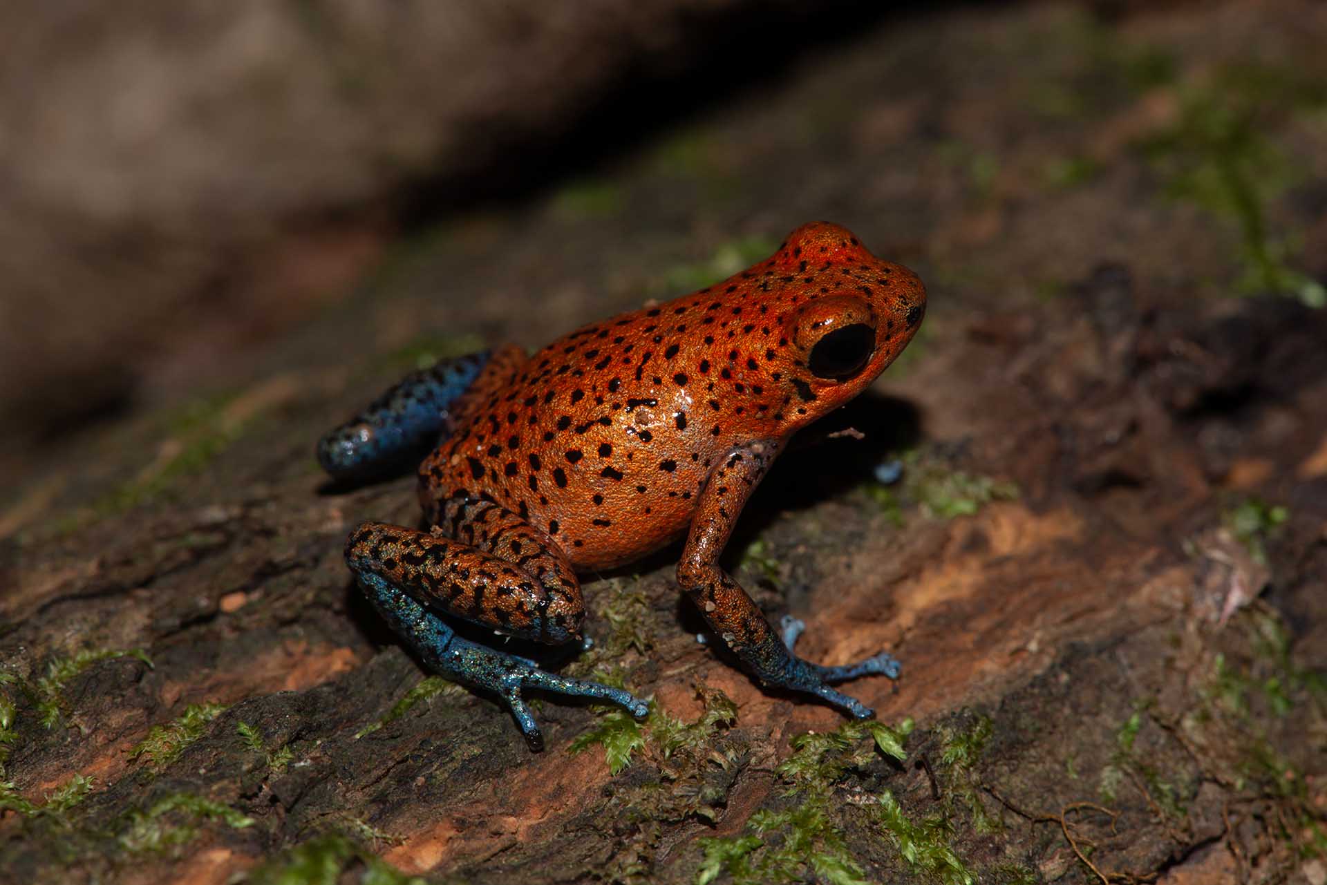 イチゴヤドクガエル