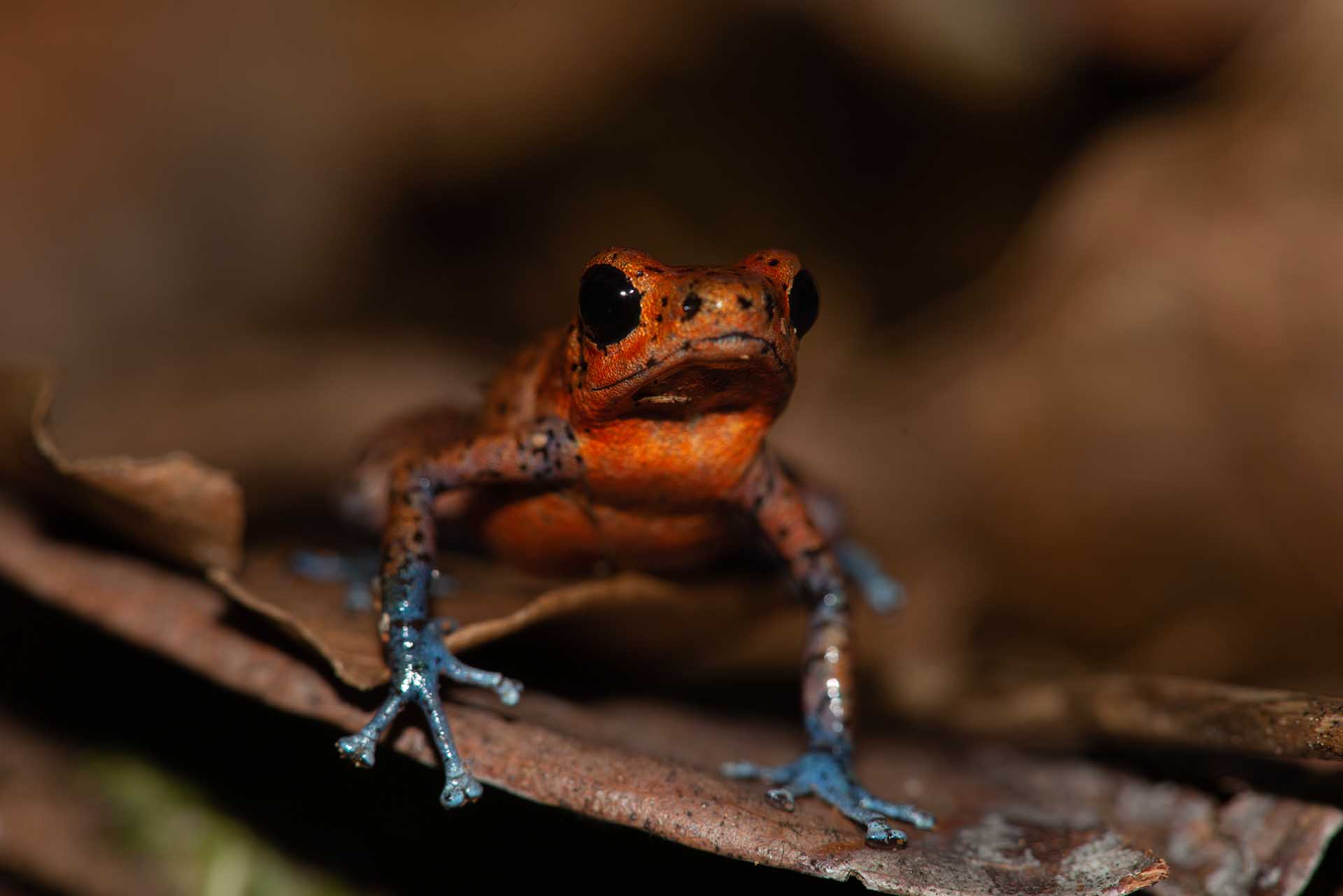 イチゴヤドクガエル