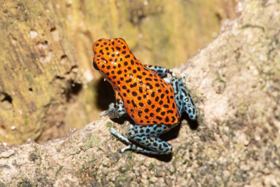 イチゴヤドクガエル