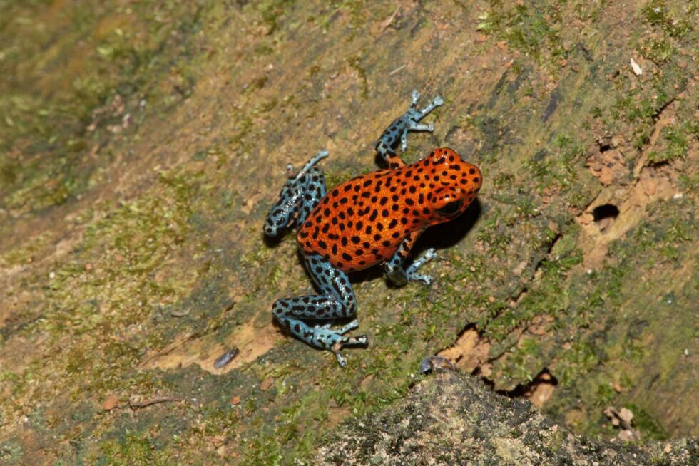 イチゴヤドクガエル