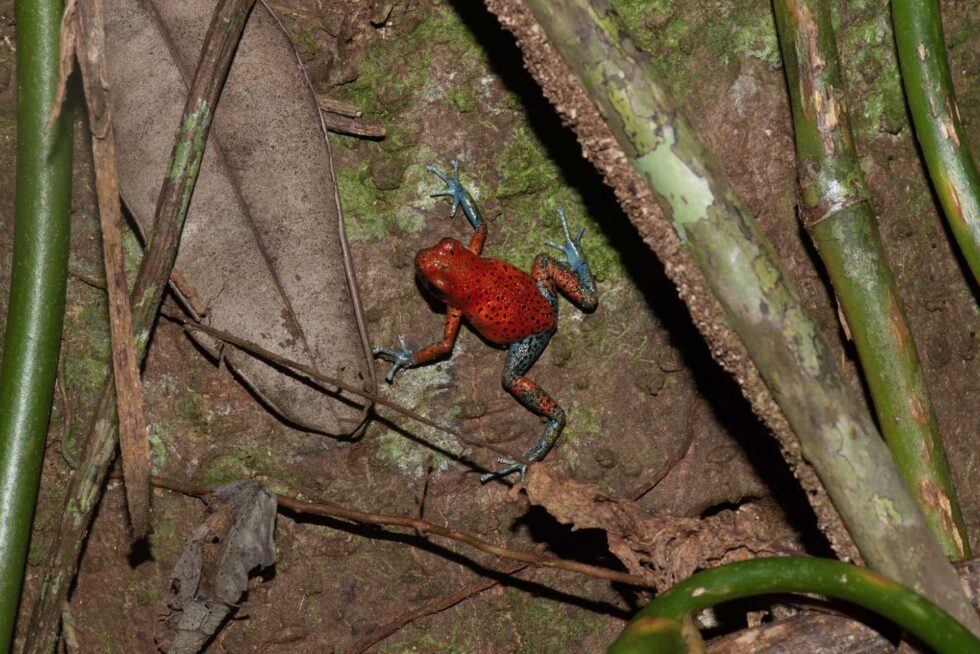 イチゴヤドクガエル