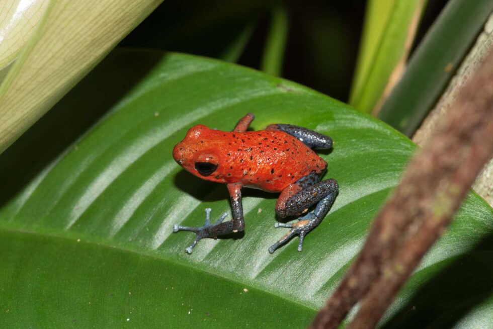 イチゴヤドクガエル