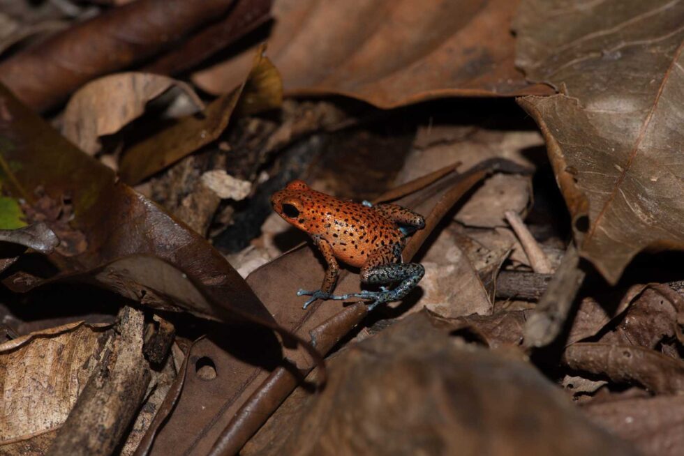 イチゴヤドクガエル