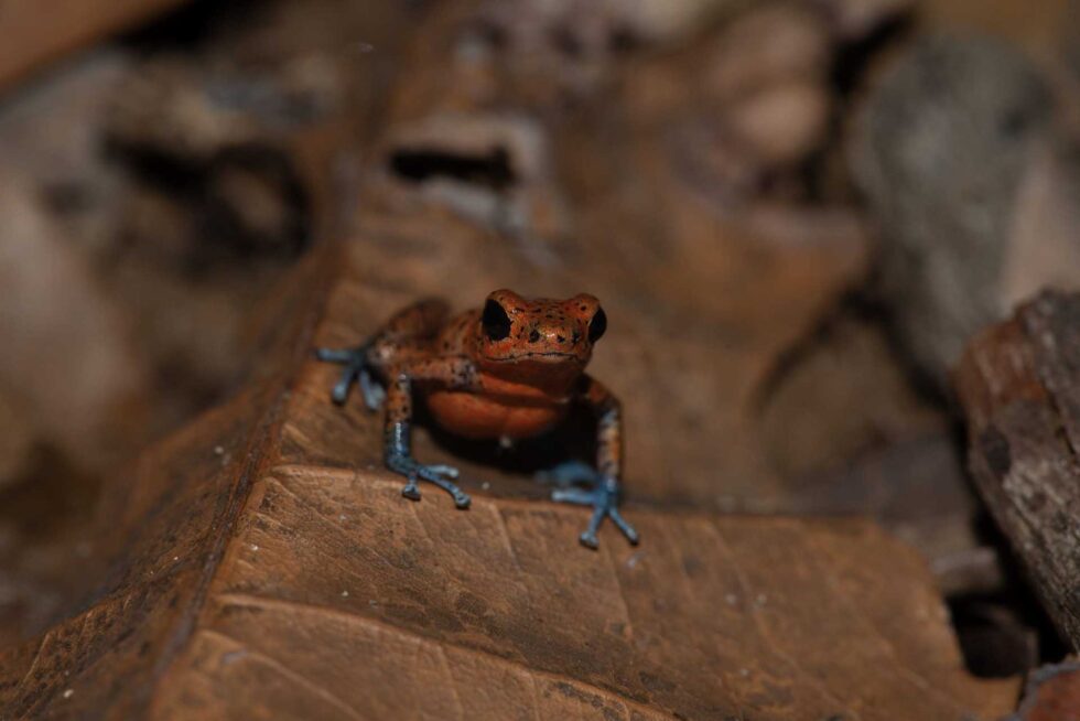 イチゴヤドクガエル