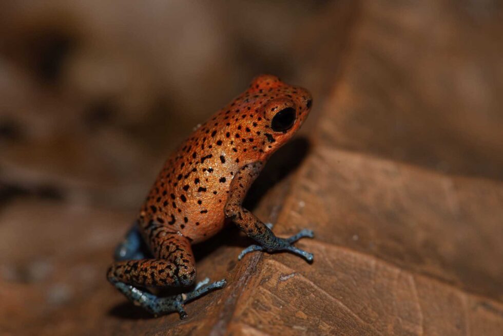 イチゴヤドクガエル