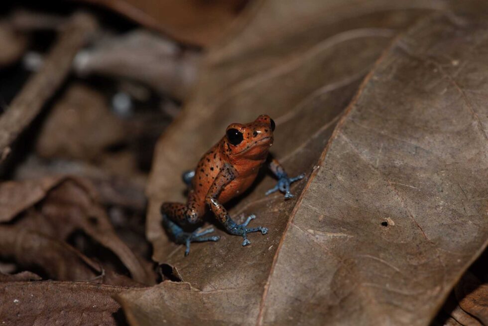 イチゴヤドクガエル