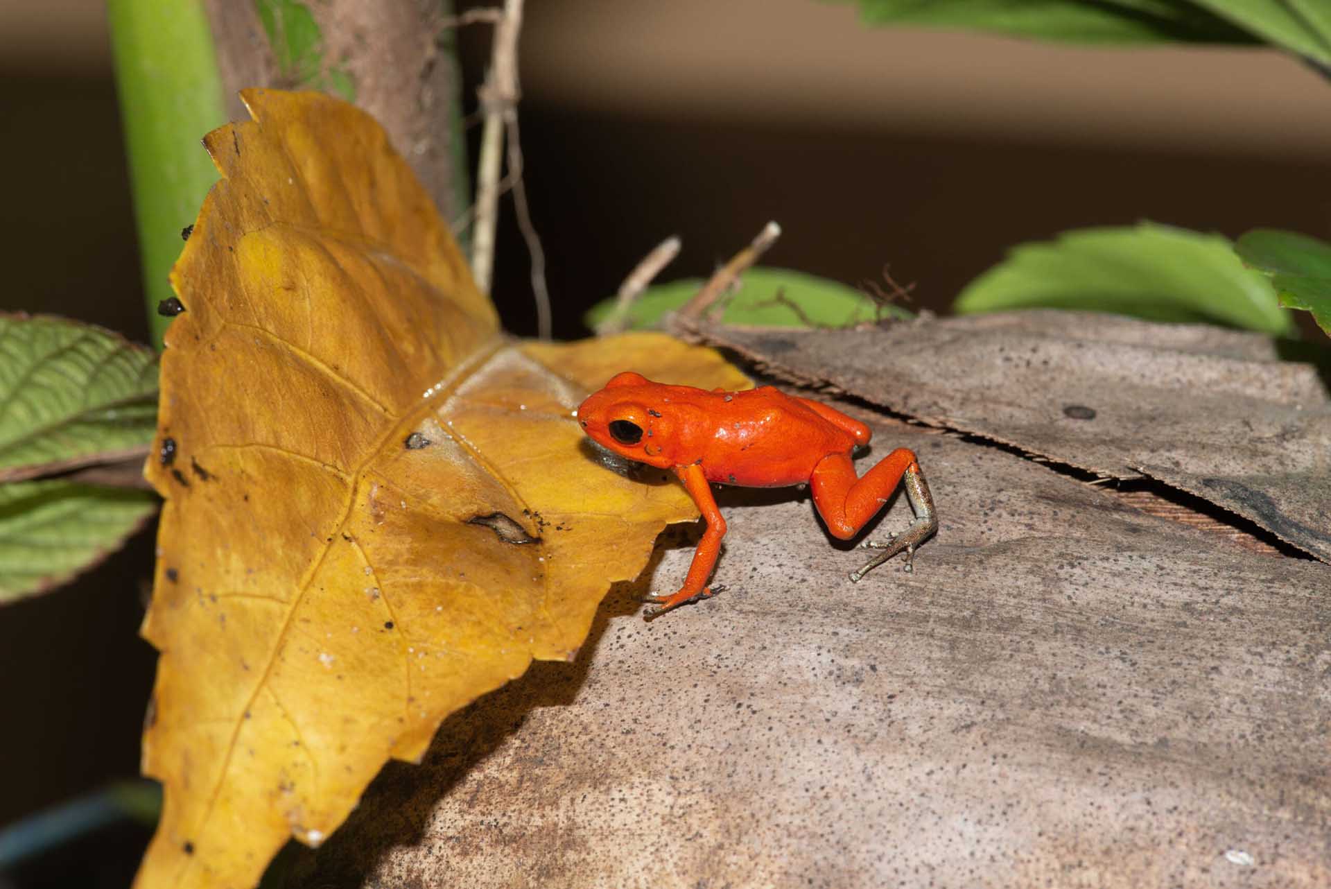 イチゴヤドクガエル