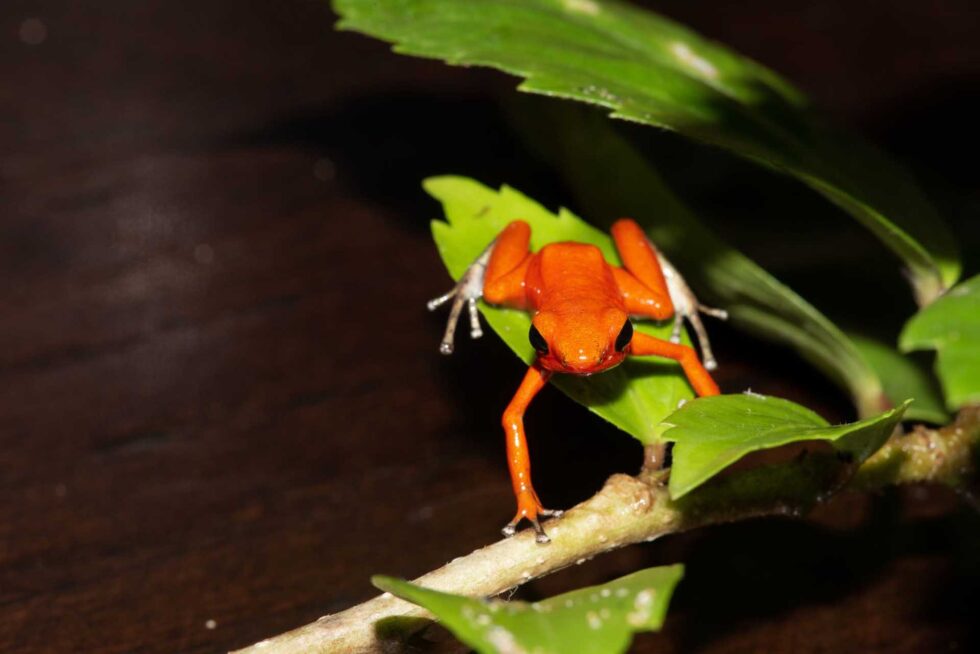 イチゴヤドクガエル