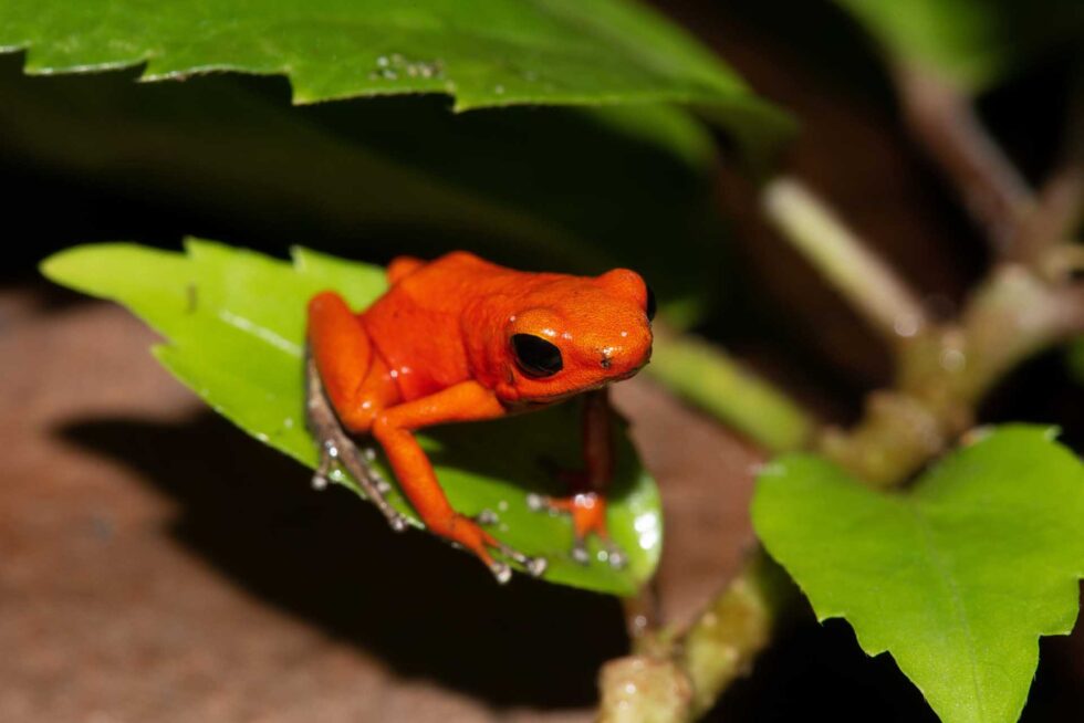 イチゴヤドクガエル