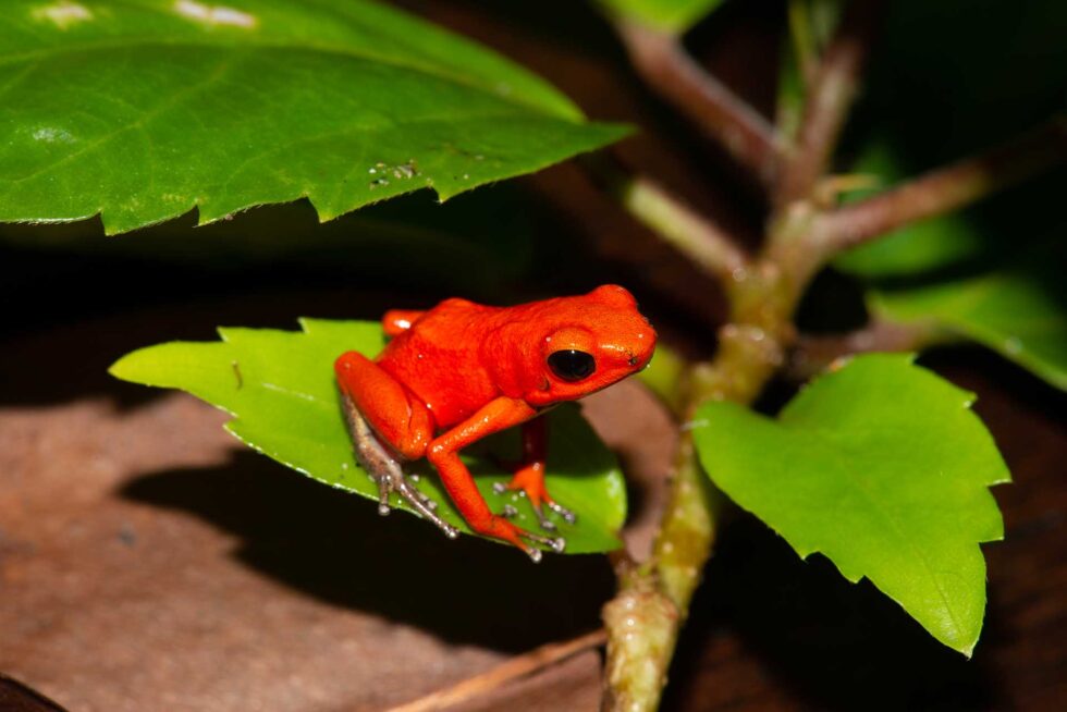 イチゴヤドクガエル