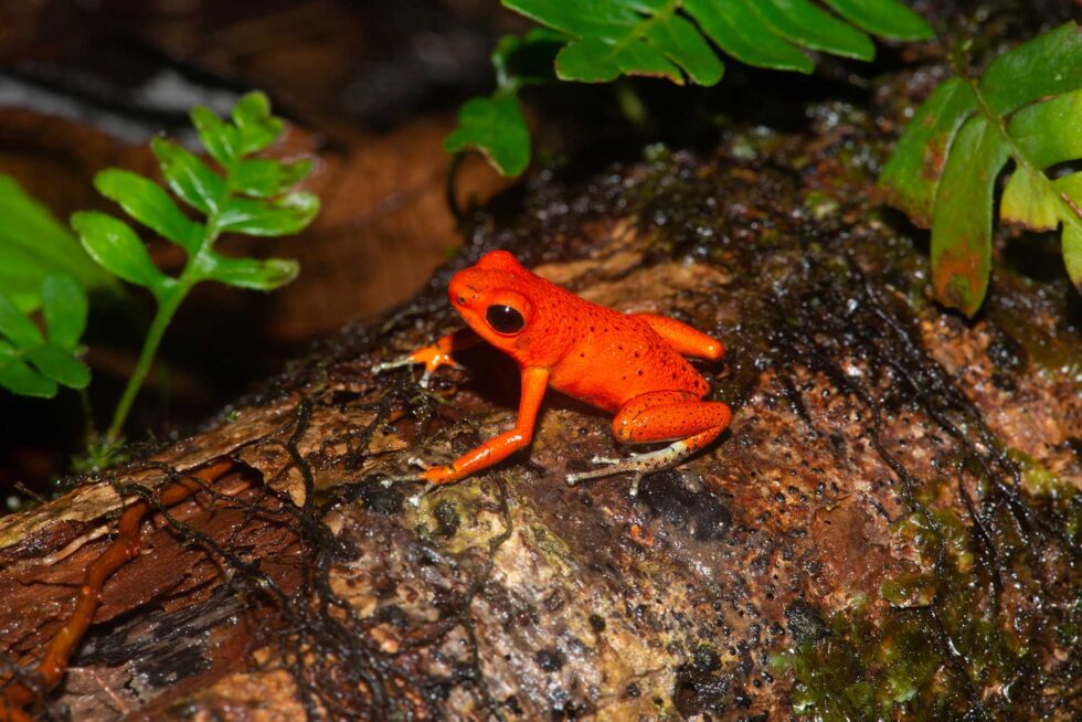 イチゴヤドクガエル