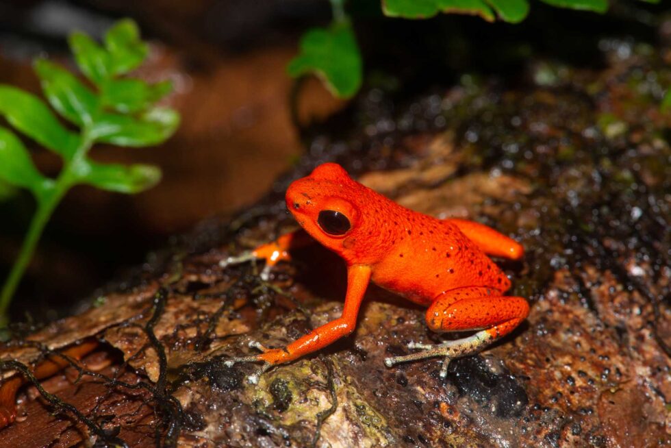 イチゴヤドクガエル