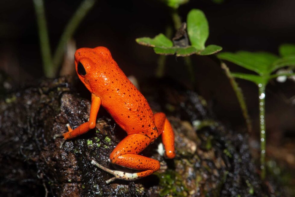 イチゴヤドクガエル