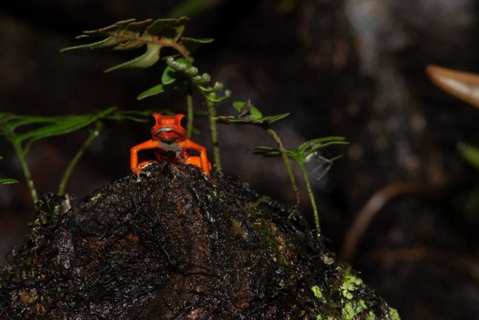 イチゴヤドクガエル