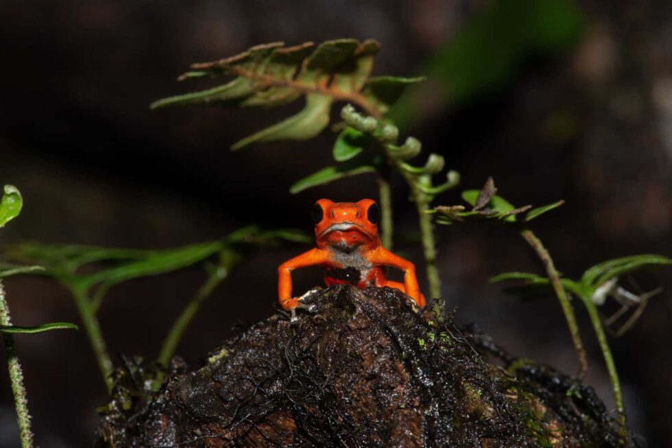 イチゴヤドクガエル