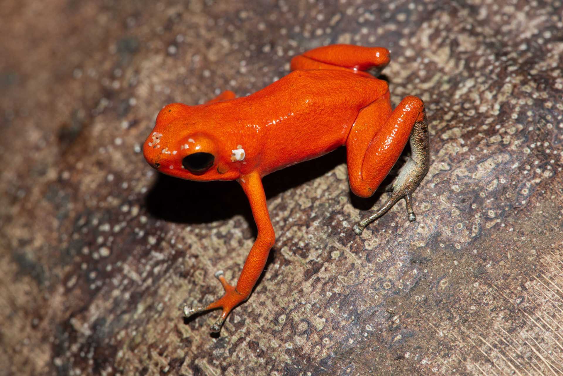 イチゴヤドクガエル