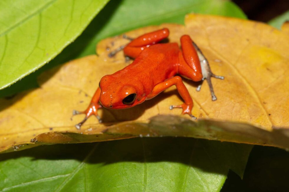 イチゴヤドクガエル