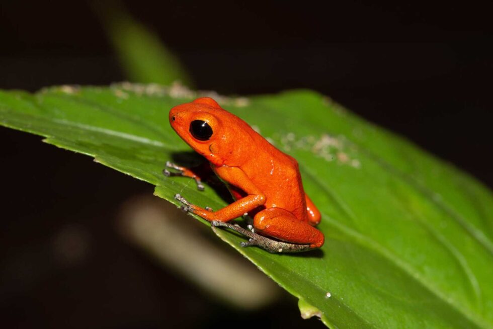 イチゴヤドクガエル