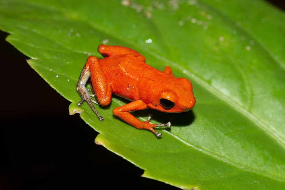 イチゴヤドクガエル