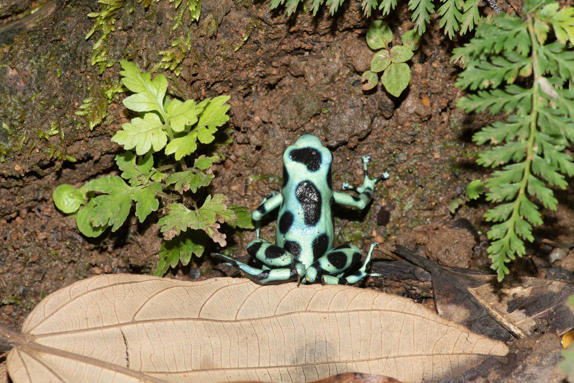 マダラヤドクガエル