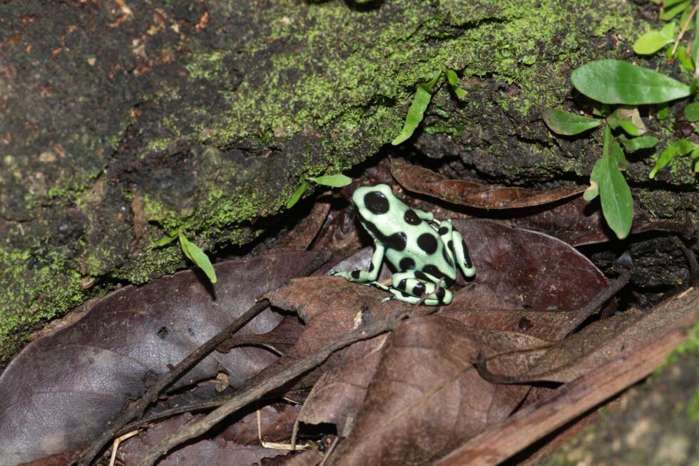 マダラヤドクガエル