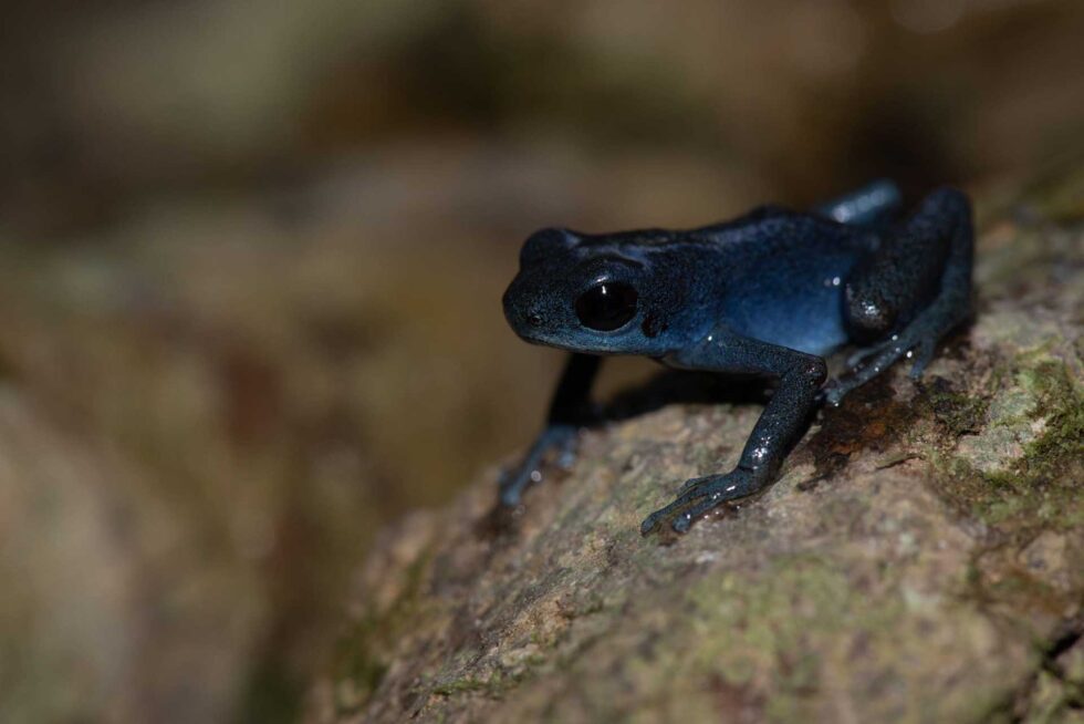 マダラヤドクガエル