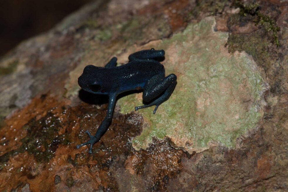 マダラヤドクガエル